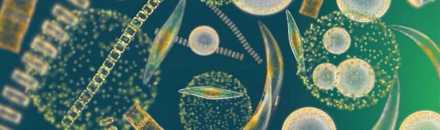 Phytoplankton Insights